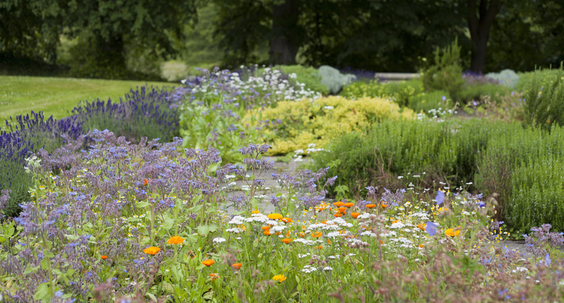 beautiful flowers and herbs in bloom
